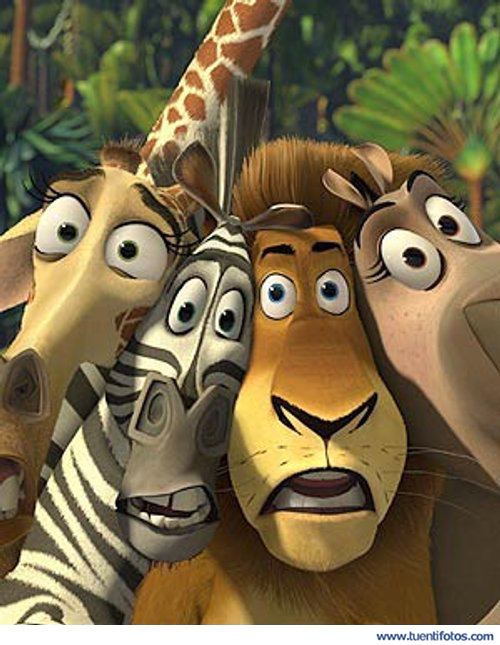Animales de Animales De Madagascar Asustados