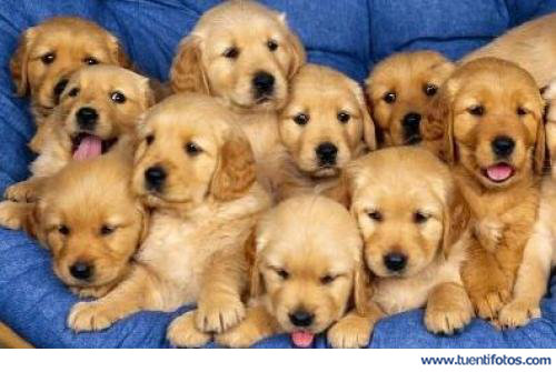 Animales de Camada De Perritos