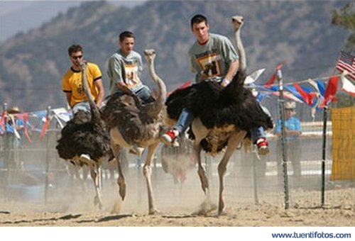 Animales de Carrera De Avestruces