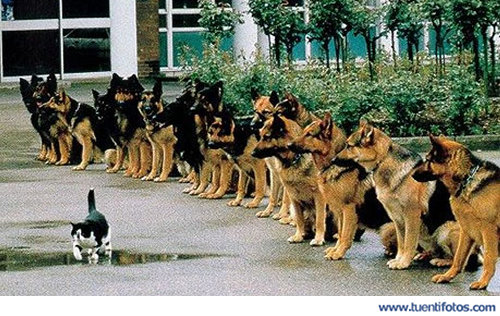 Animales de Entrenados Para Aguantar