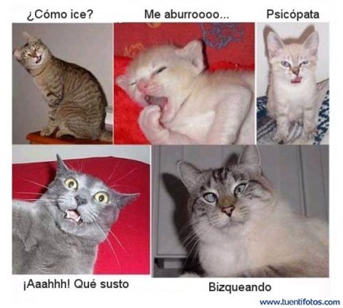 Animales de Estados de Animo II
