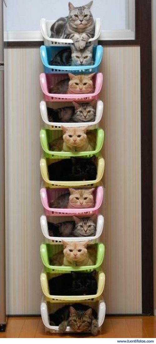 Animales de Gatitos En Cestas