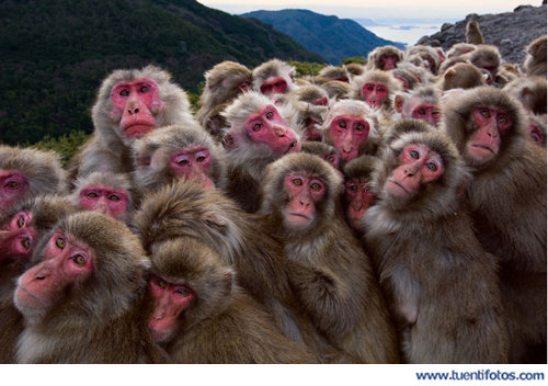 Animales de Grupo De Monos