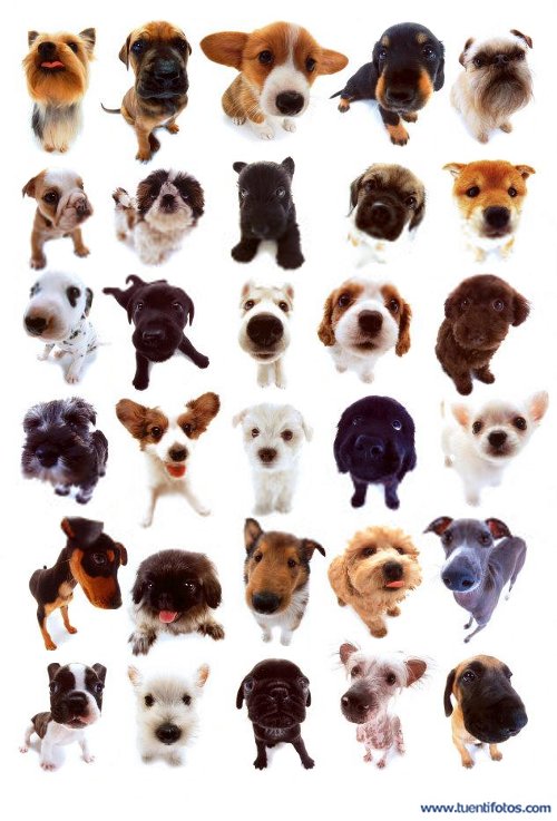Animales de Perritos