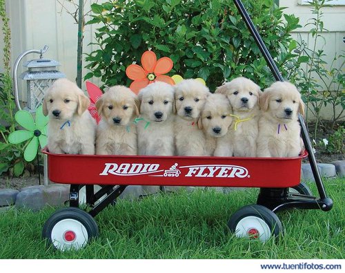 Animales de Perritos En Remolque