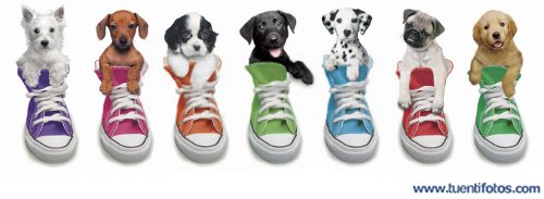 Animales de Perritos En Zapatos