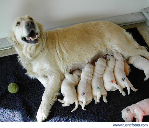 Animales de Perritos Mamando