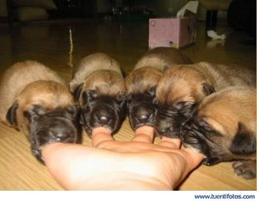 Animales de Perritos Quieren Comer