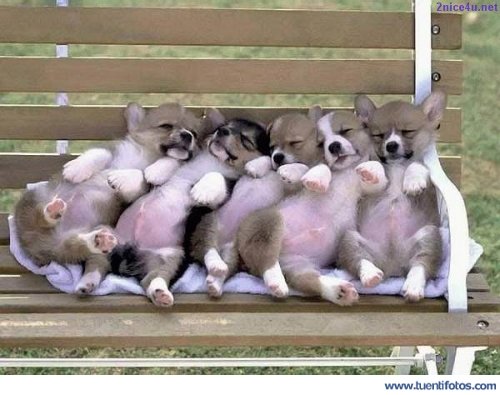 Animales de Perritos Sentados En Banco