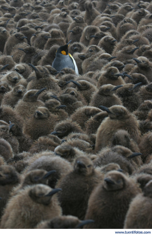 Animales de Pinguino Guapo