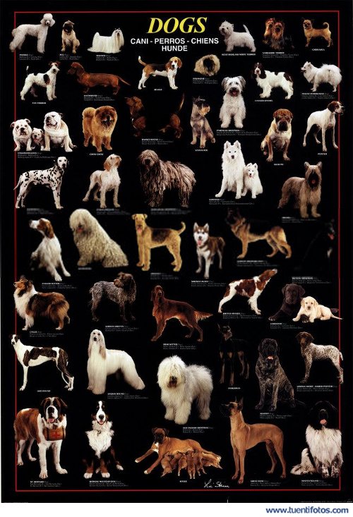 Animales de Razas De Perros