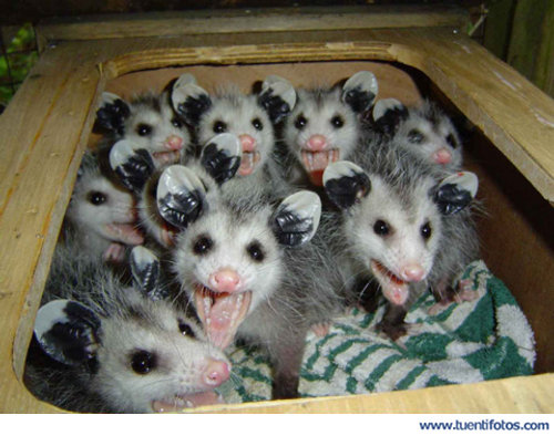 Animales de Tenemos Hambre
