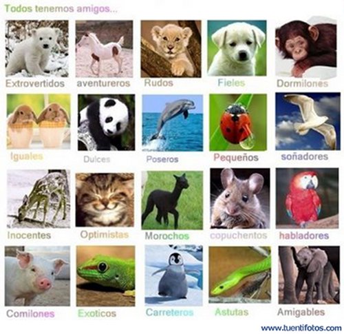 Animales de Todos Tenemos Amigos Animales