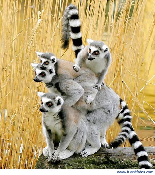 Animales de Torre Animal