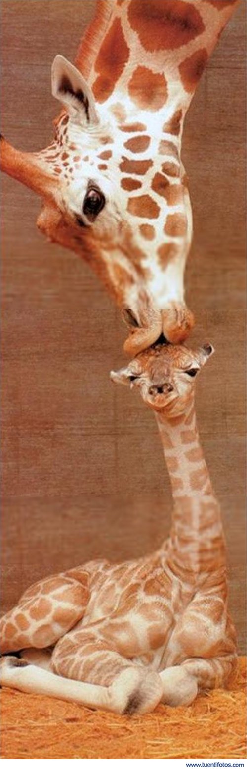 Animales de Beso De Mama Jirafa