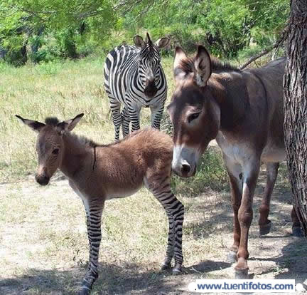 Animales de Burro o Cebra