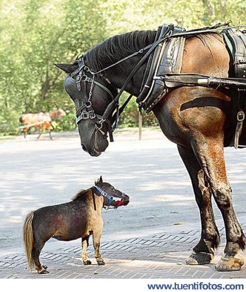 Animales de Caballo Bebe