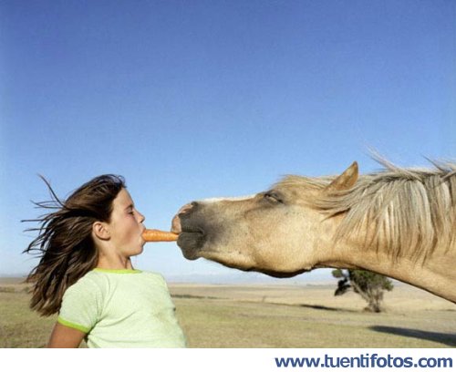 Animales de Compartiendo Zanahoria