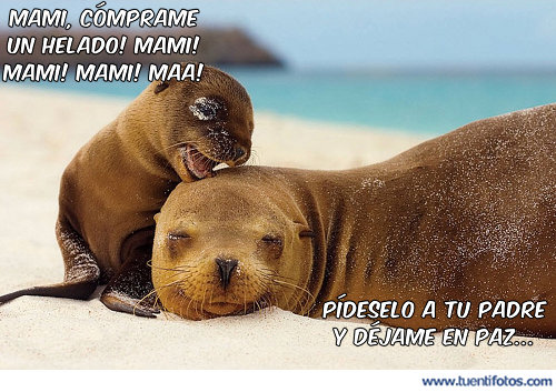 Animales de Comprame Un Helado