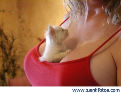 Animales de Dulce Gatito En Escote