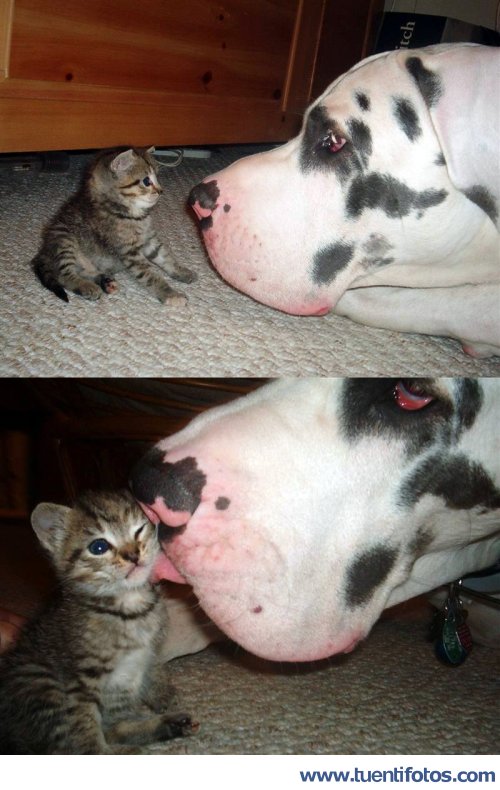Tiernas de Gatito Y Perro
