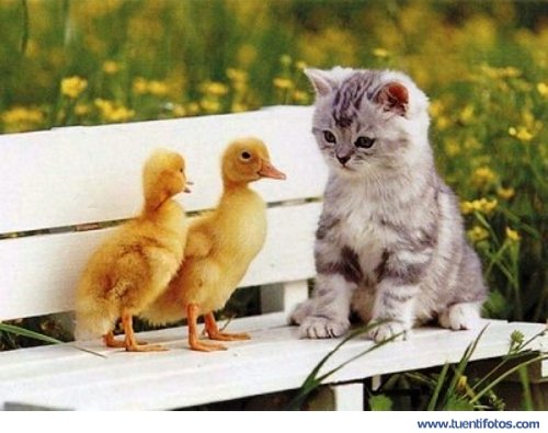 Tiernas de Gatito con Dos Patitos