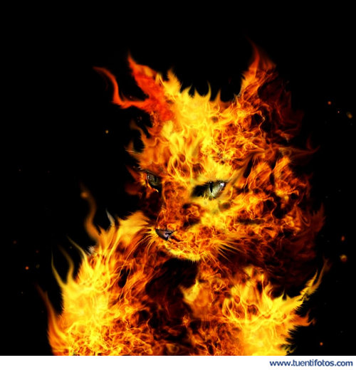 Ilusiones de Gato De Fuego