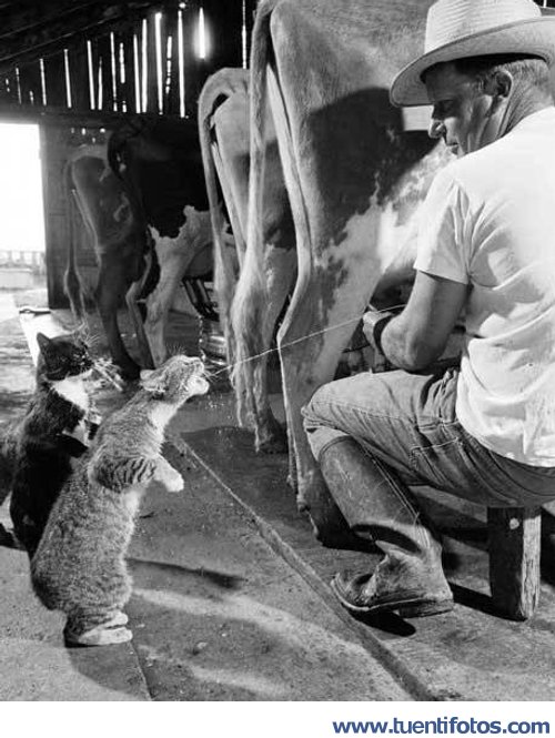 Animales de Gatos Beben Leche