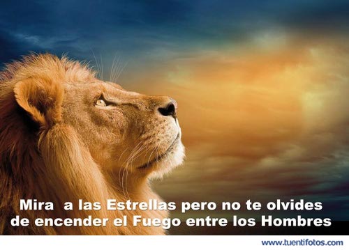 Animales de Leon Mira A Las Estrellas