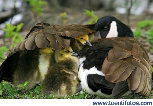 Animales de Mama Pato Cuida De Los Patitos