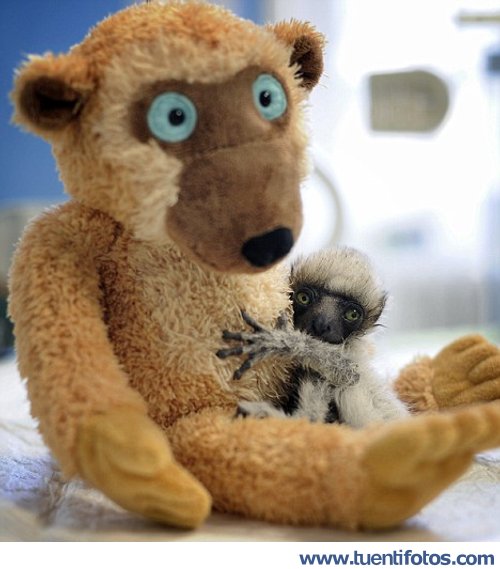 Tiernas de Mama Peluche