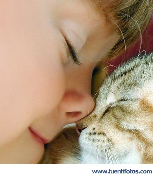 Tiernas de Nariz Con Nariz De Gato