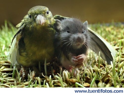 Animales de Pájaro Y Hamster