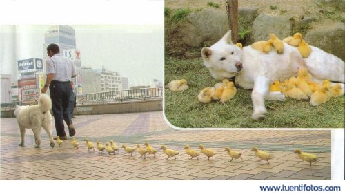 Increibles de Perra Mama De Patitos