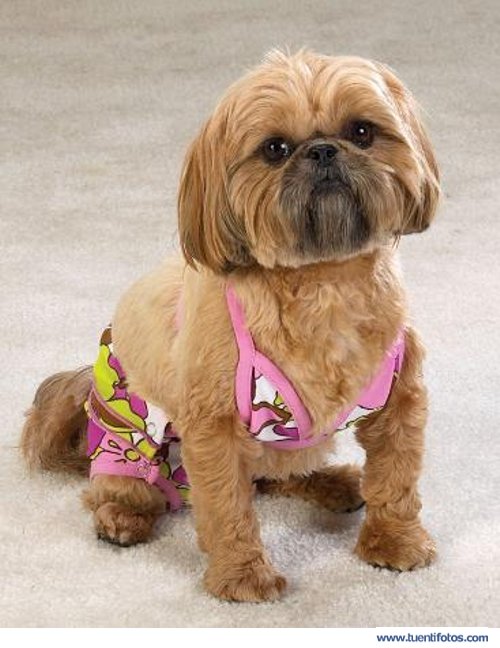 Tiernas de Perrito en Bañador