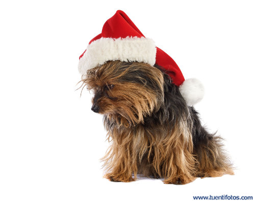 Animales de Perro Con Gorro De Navidad