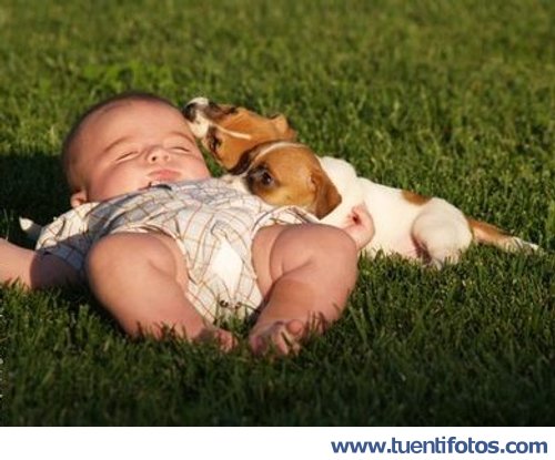 Perros_Guardianes.jpg