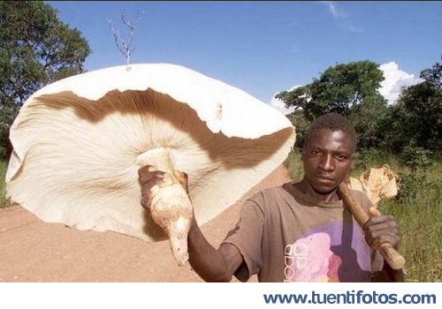 Increibles de Seta gigante