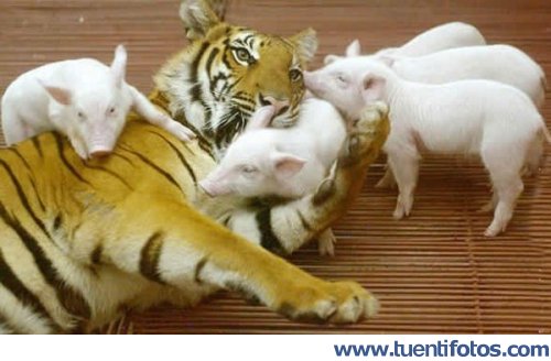 Animales de Tigresa Y Cerditos