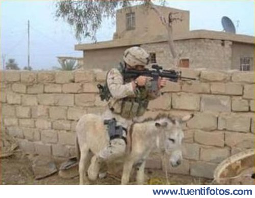 Bromas de Burro Como Transporte Militar