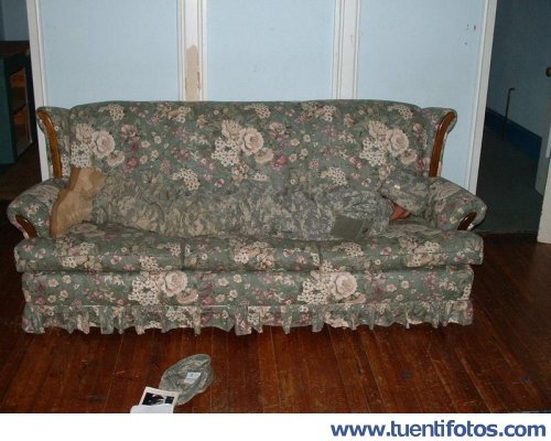 Curiosidades de Camuflado En El Sillón