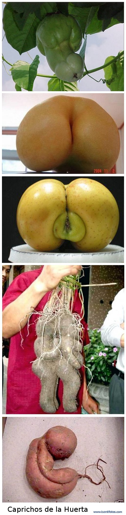 Parecidos de Caprichos De La Huerta