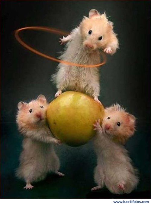 Animales de Circo De Los Ratones
