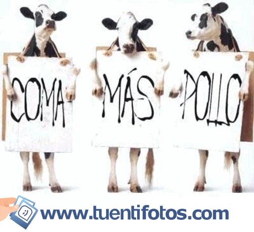 Animales de Coma Mas Pollo