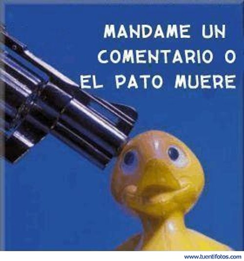 Animales de Comentario O El Pato Muere