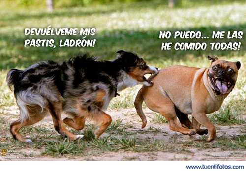Animales de Devuelveme Mis Pastis