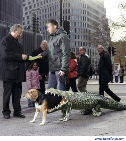 Animales de El Cocodrilo Se Come Al Perro