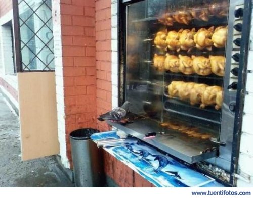 Animales de Funeral De Palomas