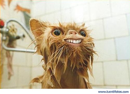 Animales de Gato Salido De La Ducha