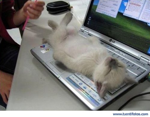 Animales de Gato y Portatil